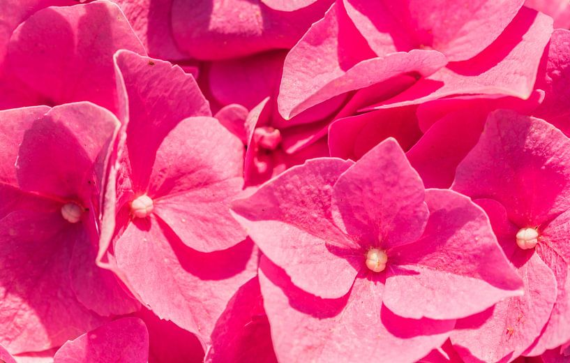 Macro of pink hydrangea blossoms covered with sunlight by Alex Winter