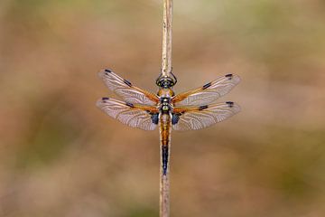 Four-spot lobster by Aalt van Tongeren