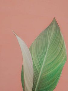 Pflanze an Pastellwand minimalistisch | Reisefotografie Fine Art Print | Indien
