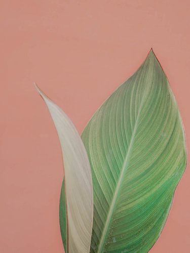 Plant bij pastel muur minimalistisch | reisfotografie fine art print | India