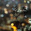 Bokeh Hong Kong Skyline from Beacon Hill von Andrew Chang