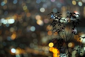 Bokeh Hong Kong Skyline from Beacon Hill