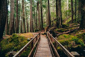 Houten brug in het regenwoud van British Columbia - donker groen bos in Canada van Marit Hilarius