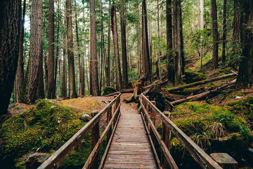 Holzbrücke im Regenwald von British Columbia - dunkelgrüner Wald in Kanada von Marit Hilarius
