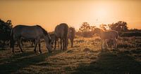 Paarden bij zonsondergang van Alvin Aarnoutse thumbnail