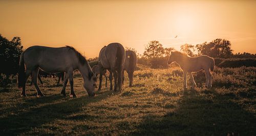 Paarden bij zonsondergang