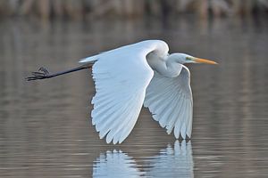 Grote Zilverreiger