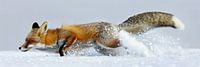 Fox in the snow by Poster Art Shop thumbnail
