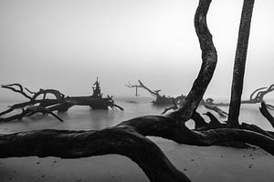 Plage mystique de bois flotté sur Jacqueline Anders