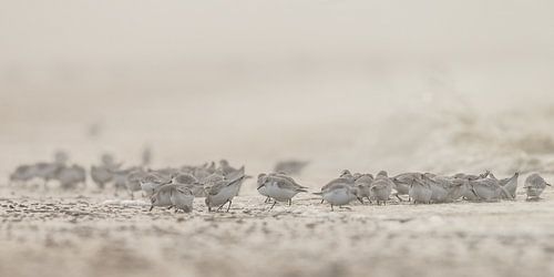 Sanderlings on the beach by Menno Schaefer