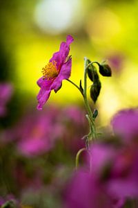 Wisley Pink