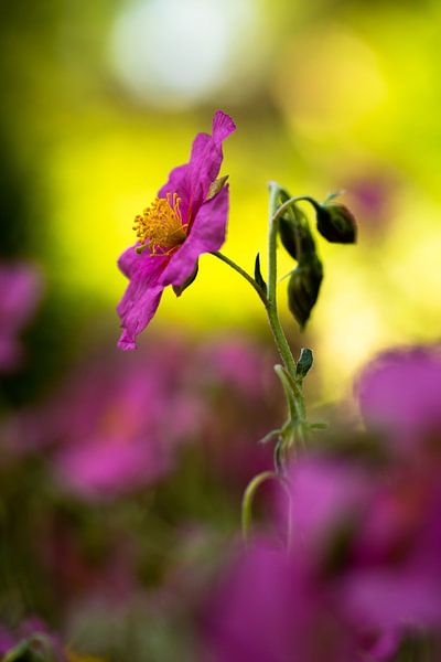 Wisley Pink von wimke247