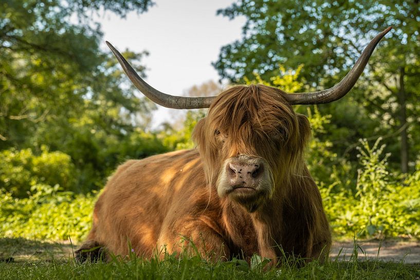 Schotse Hooglander van Peter Bartelings