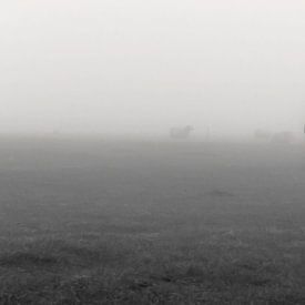 Paarden op een weiland, in de mist. van Menno van der Werf