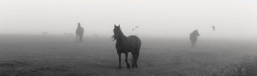Paarden op een weiland, in de mist.