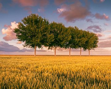 Trees in a row in the Johannes Kerkhovenpolder in the province of Groningen by Marga Vroom