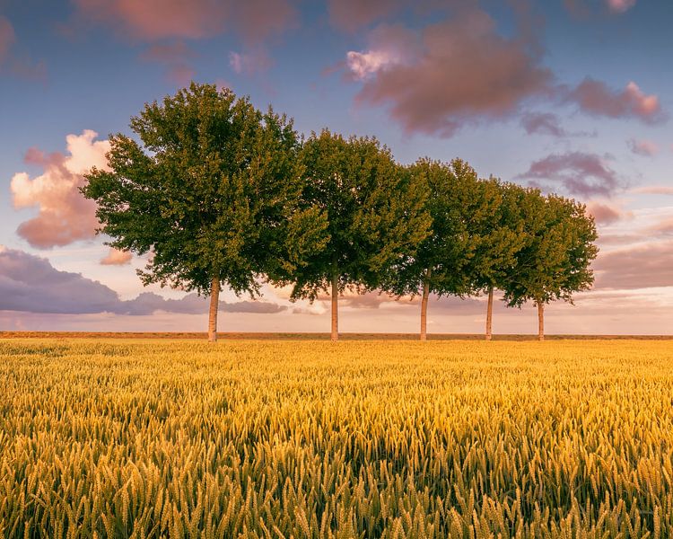 Bäume in einer Reihe im Johannes Kerkhovenpolder in der Provinz Groningen von Marga Vroom