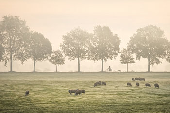 Fietser in de mist