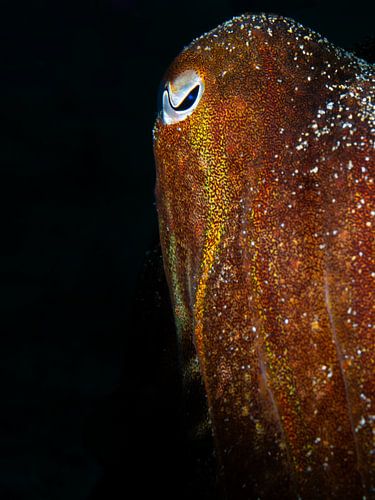 Seiche créative (Sepia officinalis) sur René Weterings