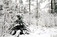 Dennenboom in de sneeuw van Sjoerd van der Wal Fotografie thumbnail