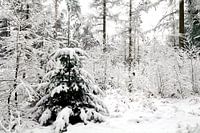 Verschneiter Kiefernwald