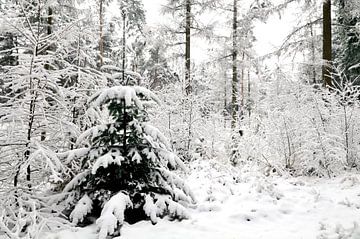 Dennenboom in de sneeuw