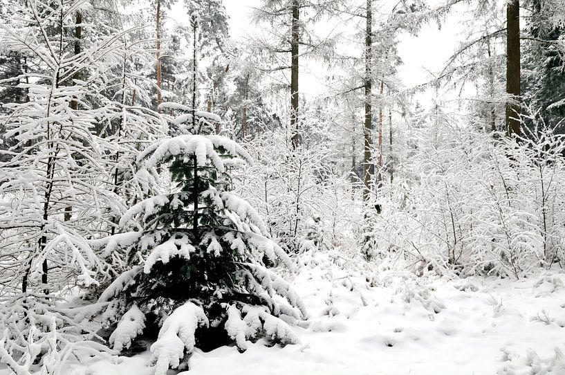 Dennenboom in de sneeuw van Sjoerd van der Wal Fotografie