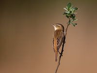 Sedge Warbler