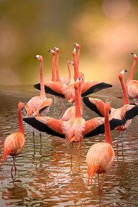 Flamingos an einem schönen Tag.