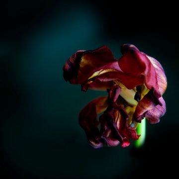 Eine Tulpe anpirschen - ein Familienportrait, Schlusszeit