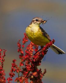 Gele Kwikstaart op rode Zuring by Bastiaan Van der Ploeg