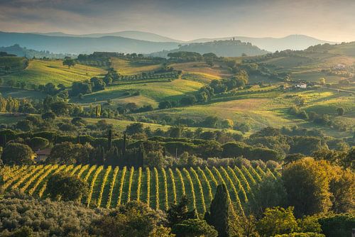 Landschap van de Morellino di Scansano wijngaarden.