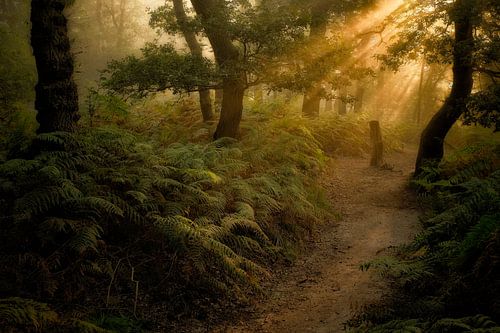 Zonneharpen in het magische bos