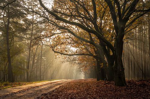Herfst in bos met zonnig tegenlicht