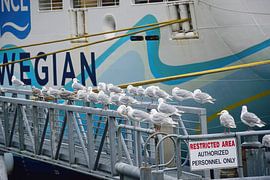 Nur autorisiertes Personal von Frank's Awesome Travels