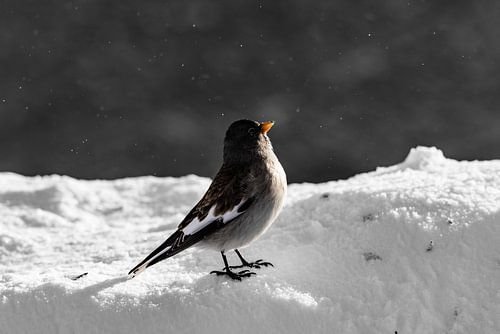 Schneesperling, Nordkette Innsbruck