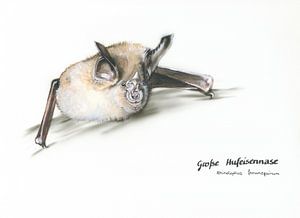 Gesicht der Nacht – Große Hufeisennase (Rhinolophus ferrumequinum)