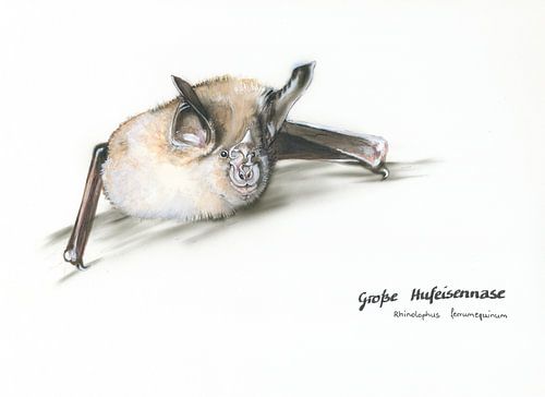 Visage de la nuit - Grand rhinolophe (Rhinolophus ferrumequinum)