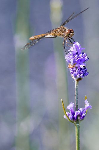 Libelle op lavendel