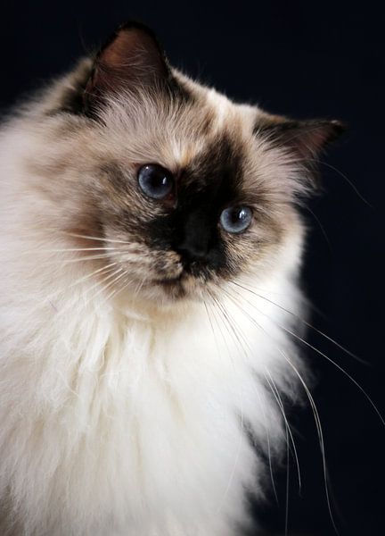 Ragdoll poes Miracles Douces Daisy von Corry Husada-Ghesquiere