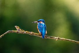 kingfisher with star by Ed Klungers