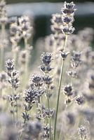 Lavendel in de tuin
