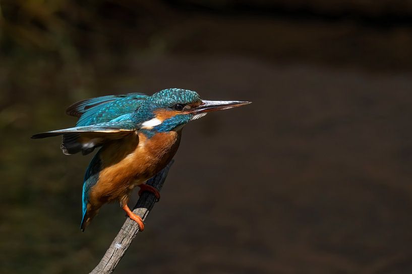 kingfisher by Jan van Vreede