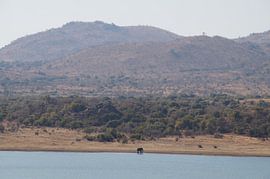 Olifant / Elephant, Pilanesberg, Zuid-Afrika by Maurits Bredius
