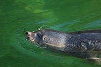 Young seal