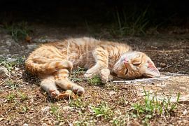relaxed cat enjoys the warmth by Heiko Kueverling