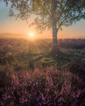 Sonnenaufgang in der Ginkelschen Heide von Tim Rensing