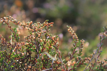 Heather, close-up