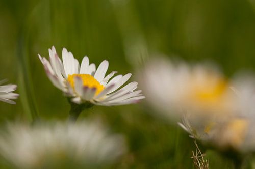 Marguerite dans le champ vert