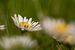 Gänseblümchen im grünen Feld von Danny Motshagen